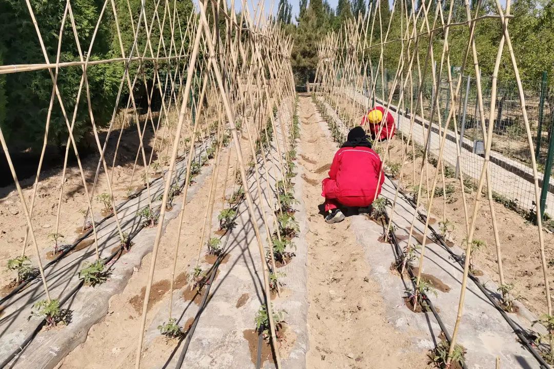 		漂亮中国⑨丨尊龙凯时集团“漂亮中国行动月”（宁夏青铜峡站）运动顺遂举行_员工关爱_尊龙凯时集团有限公司	