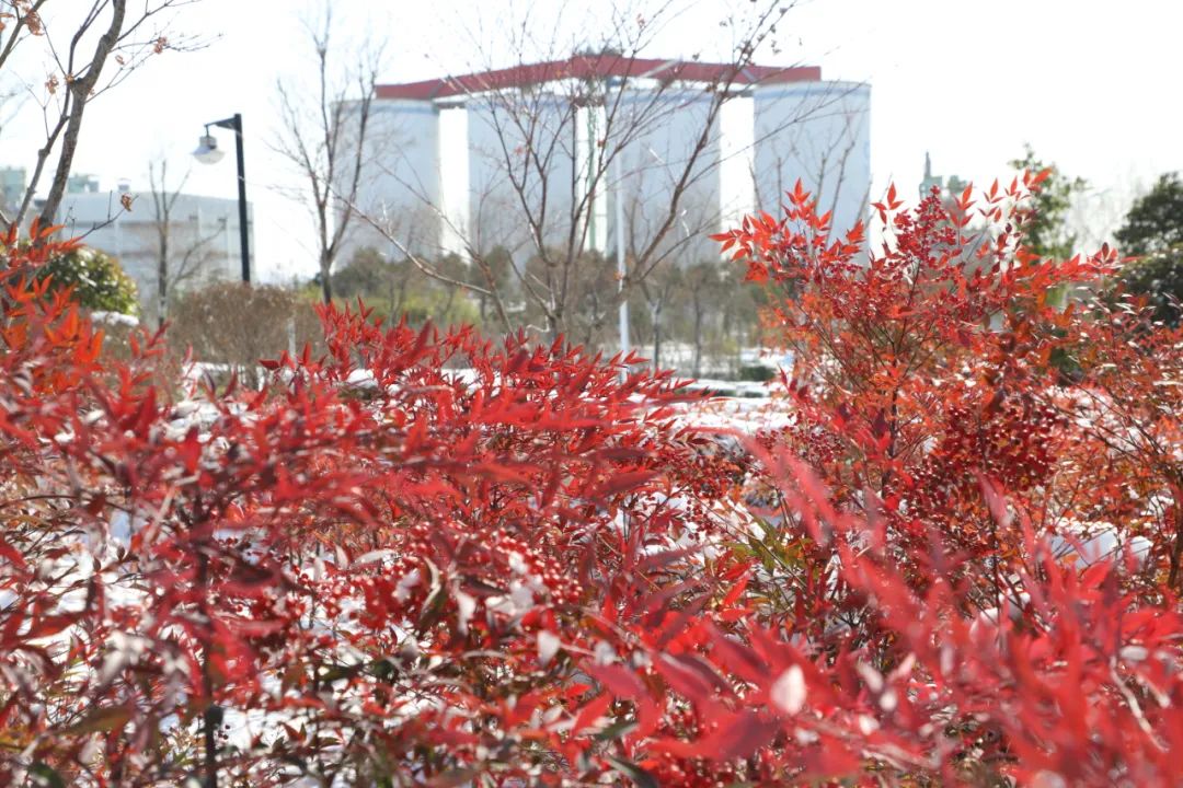 		雪花飘飘，，，，，，一起来浏览建材小同伴镜头下的漂亮雪景吧！_图片_尊龙凯时集团有限公司	