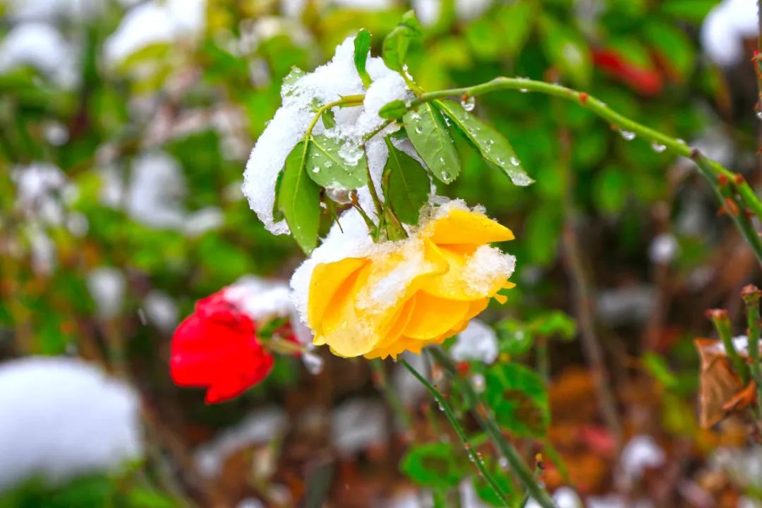 		雪花飘飘，，，，，，一起来浏览建材小同伴镜头下的漂亮雪景吧！_图片_尊龙凯时集团有限公司	