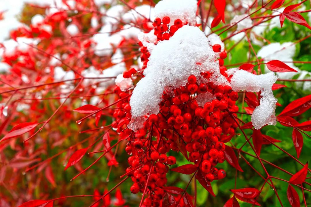 		雪花飘飘，，，，，，一起来浏览建材小同伴镜头下的漂亮雪景吧！_图片_尊龙凯时集团有限公司	
