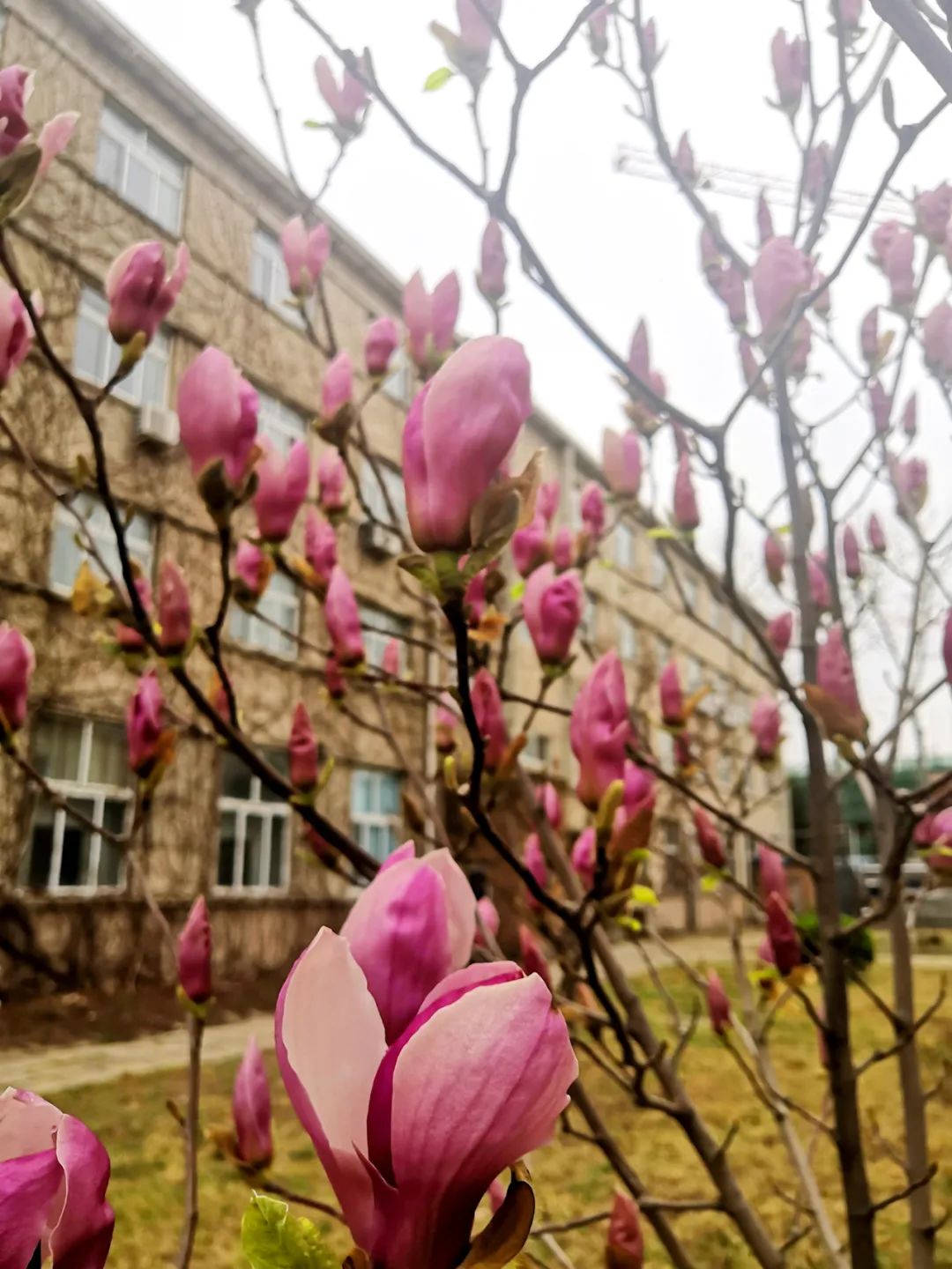 		清明，，，，，，来尊龙凯时工厂踏青赏花吧~_责任与文化_尊龙凯时集团有限公司	
