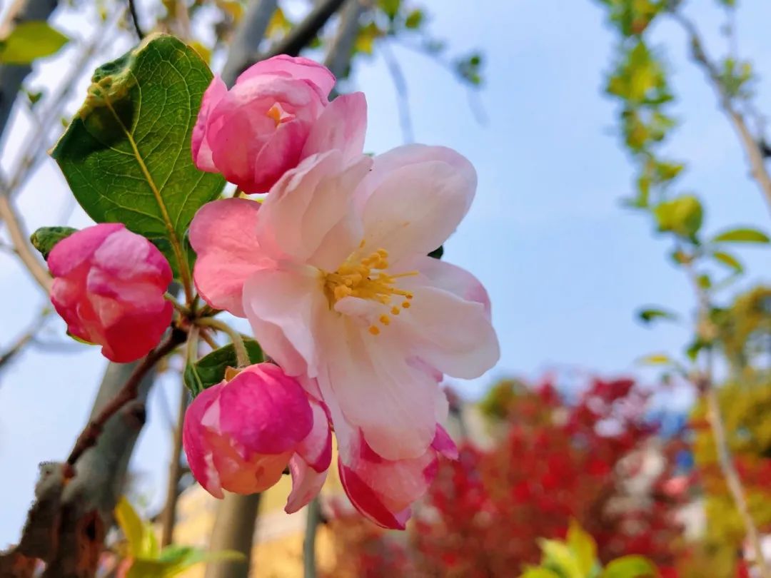 		清明，，，，，，来尊龙凯时工厂踏青赏花吧~_责任与文化_尊龙凯时集团有限公司	