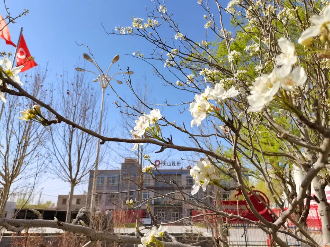 		清明，，，，，，来尊龙凯时工厂踏青赏花吧~_责任与文化_尊龙凯时集团有限公司	