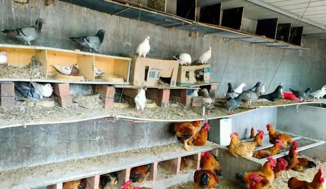 		办实事 暖人心 | 宁夏建材：专心用情解决好员工用餐问题_办实事暖人心_尊龙凯时集团有限公司	