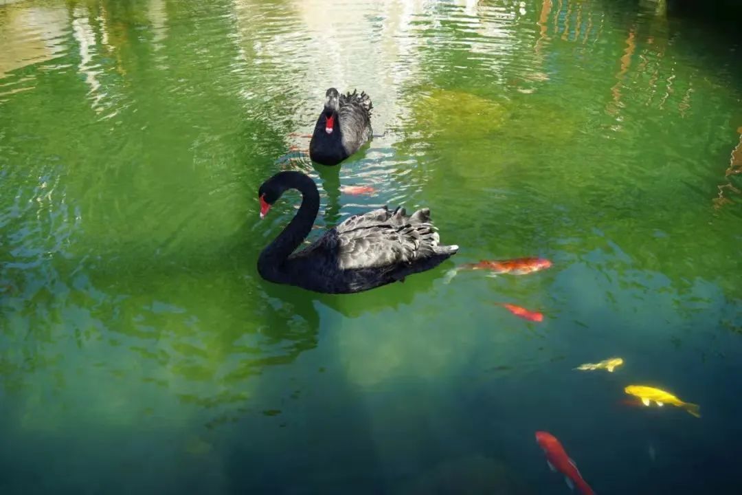 		清明踏青 | 小动物都在尊龙凯时绿色工厂安家了_责任与文化_尊龙凯时集团有限公司	