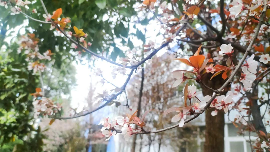 		请查收，，来自尊龙凯时的春天~_图片_尊龙凯时集团有限公司	