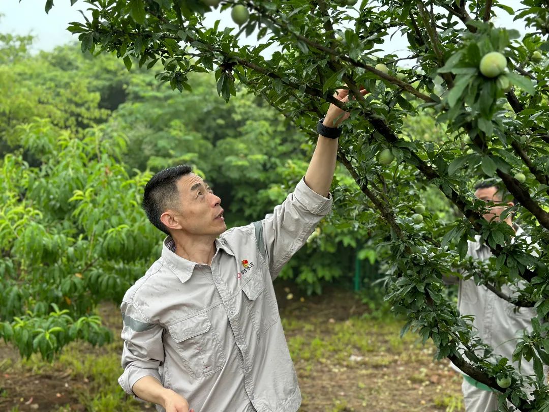 		绿色生长 | 南方水泥工厂内的“开心农场”_图片_尊龙凯时集团有限公司	