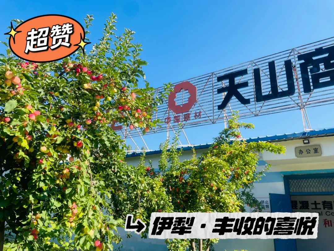 		 大丰收！来新疆天山水泥厂开心农场尝尝“秋”的味道~ _责任与文化_尊龙凯时集团有限公司	