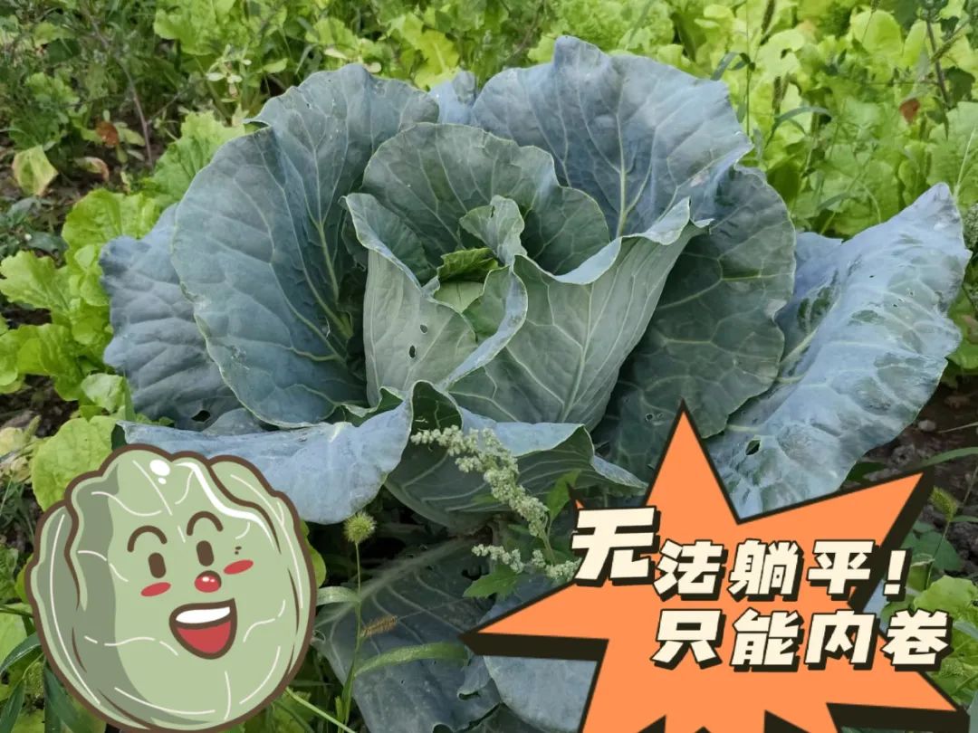 		 大丰收！来新疆天山水泥厂开心农场尝尝“秋”的味道~ _责任与文化_尊龙凯时集团有限公司	